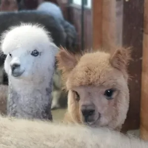  Frühstückspension Canossalpaca